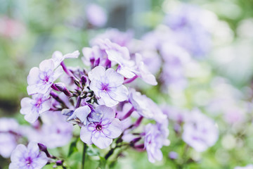 Blooming phlox in the garden. Shallow depth of field.