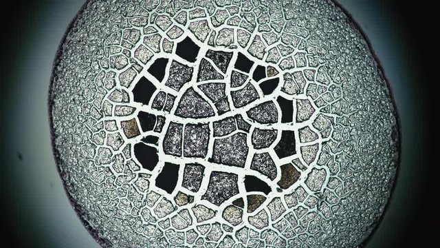 Crystallization. Crystal Growth Chemical Reaction Microscop Timelapse