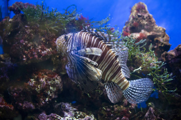 Naklejka na ściany i meble Lionfish (dendrochirus zebra), fish in an aquarium
