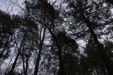 December afternoon in the woods