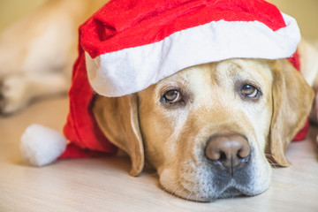 dog Labrador in a New Year's cap. New Year's Eve. Christmas