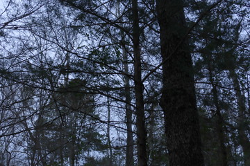 December afternoon in the woods