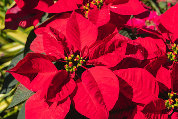 Close-Up Of Poinsettia Flower