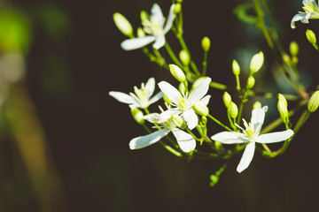 Blooming clematis 