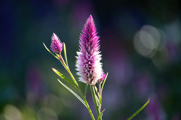 Purple Celosia Flower