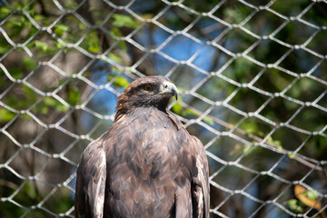 bird of prey