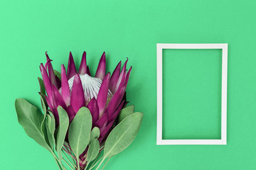 Protea flower, big beautiful plant and white frame on paper surface. Minimal composition background for postcard or invitation for Birthday, anniversary, wedding. Top view.