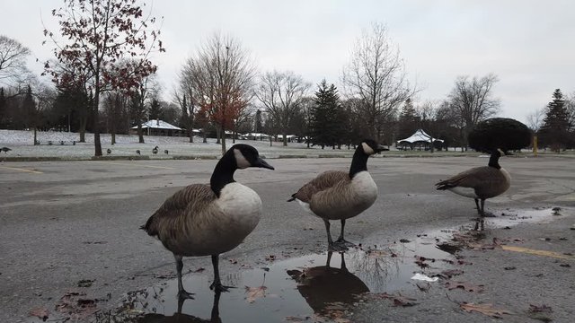 Closeup Canadian Geese Standing Around In Parking Lot In Winter