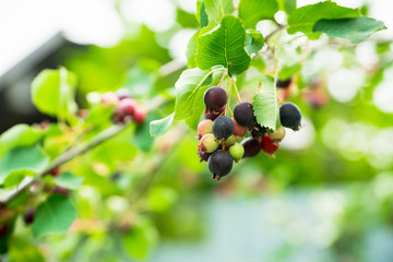 Ripe Shadberries (Amelanchier berries) in the garden. Shallow depth of field.
