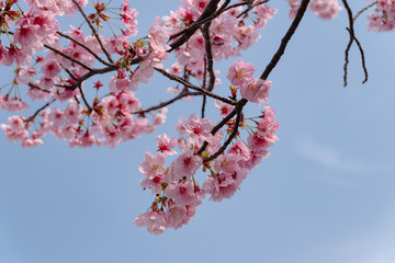 青空バックに桜の花