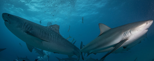 Tiger sharks at tiger beach in the Bahamas