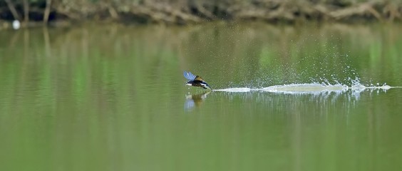 新緑映す水面を高速で飛ぶハリオアマツバメ