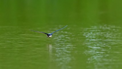 新緑映す水面を高速で飛ぶハリオアマツバメ