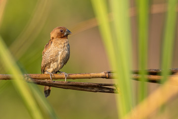 Male Scaly-breasted Munia perching on grass stalk looking into a distance