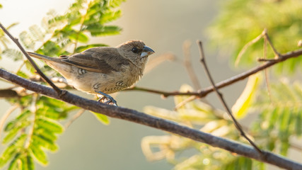 Juvenile Scaly-breasted Munia perching on a tree branch looking into a distance