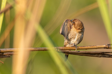 Male Scaly-breasted Munia perching on grass stalk preening its wing