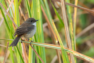 Female Jerdon’s Bushchat perching on grass blade looking into a distance