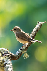 Asian Brown Flycatcher perching on a tree branch looking into a distance