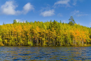 Sunny autumn landscape with forest lake with waves on it, green and golden trees on the shore and blue sky background. Solovetsky islands