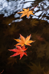 水面の紅葉