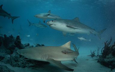 Fototapeta premium Tiger sharks at tiger beach in the Bahamas