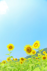 Fototapeta premium Roman chamomile, Yellow, Sky