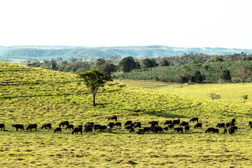 Fototapeta na wymiar buffalo eating grass on field in Brazil