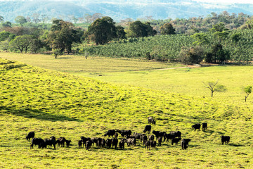 Fototapeta na wymiar buffalo eating grass on field in Brazil
