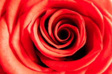 Obraz na płótnie Canvas background. defocusing. red rose open bud. mothers Day. birthday. March 8. Valentine's Day.
