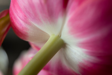 background. defocus. fragment of a beautiful tulip