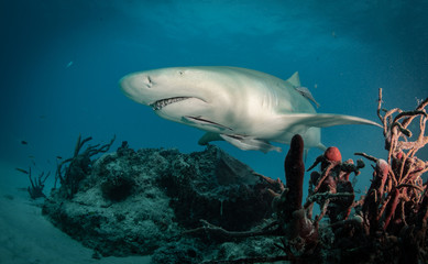 Reef and Lemon sharks over the coral reef in the bahamas