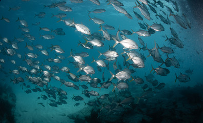 Fototapeta premium School of fish over reef
