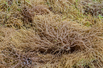 Seaweed for further processing on island Zanzibar, Tanzania, Africa, close up