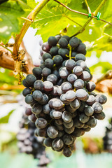 Close-Up Of Black Grape