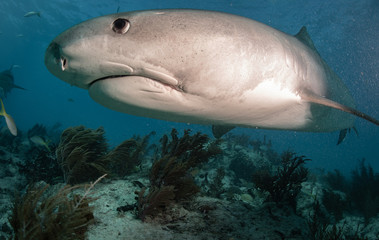 Fototapeta premium Tiger sharks at tiger beach in the Bahamas