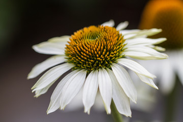 Blossoms of coneflowers (echinacea) in white, green, yellow and orange