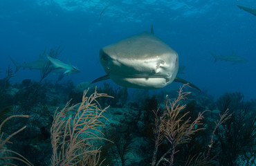 Tiger sharks at tiger beach in the Bahamas