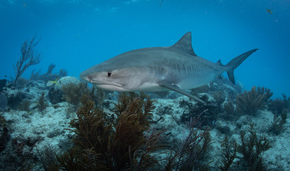 Tiger sharks at tiger beach in the Bahamas