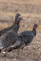 3 Wild turkeys 