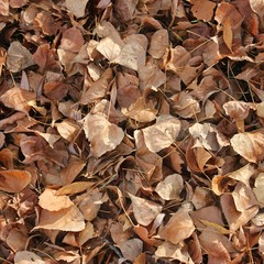 autumn leaves on the ground