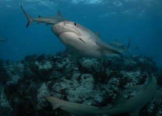 Fototapeta na wymiar Tiger sharks at tiger beach in the Bahamas