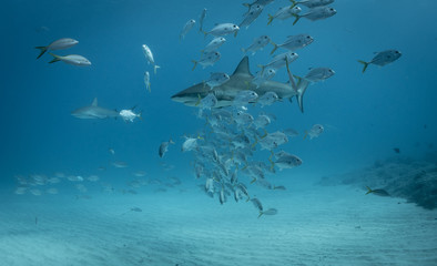 Fototapeta na wymiar Reef and Lemon sharks over the coral reef in the bahamas