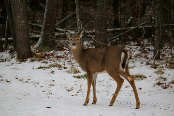 White tail deer in the snow