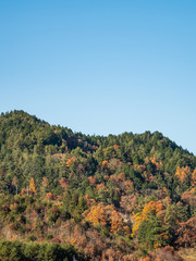 Beautiful autumn leaves in Japan