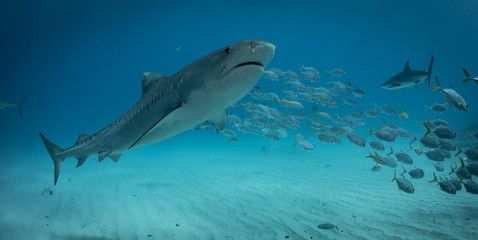 Tiger sharks at tiger beach in the Bahamas