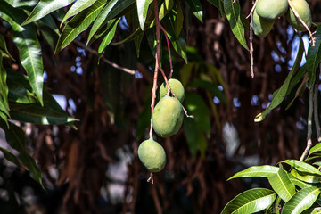 Green Mango Fruits are Ripening in Brazil