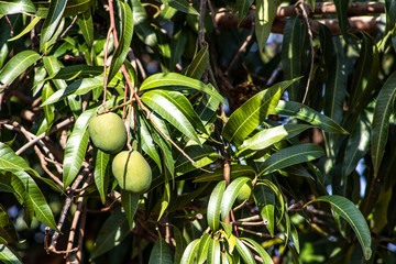 Green Mango Fruits are Ripening in Brazil