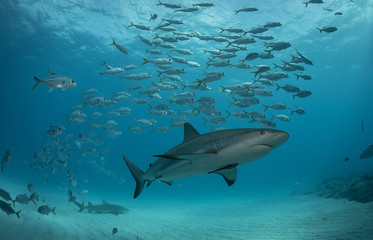 Reef and Lemon sharks over the coral reef in the bahamas