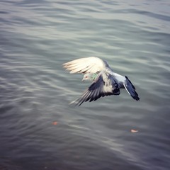 seagull in flight