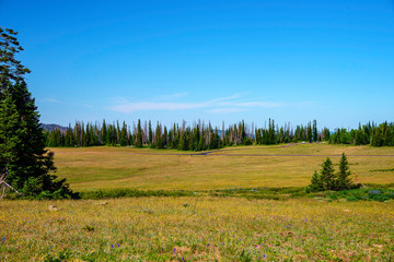 Golden grassy meadows with green forest beyond under a blue sky.